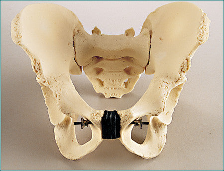 SA42  Adolescent Take-Apart Pelvis