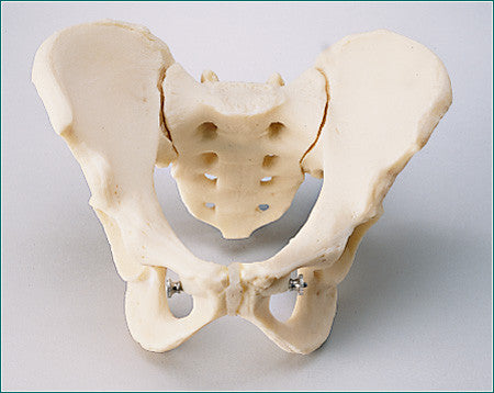 SA444  Take-Apart Pelvis Set, Male, Female, Adolescent