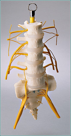 SA46 Lumbar Vertebrae and Sacrum Set