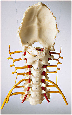 SA47 Cervical Vertebrae Set with Cervical Plexus