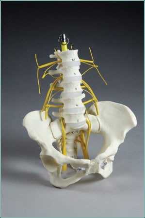 SA67 Lumbar Vertebral Section with Pelvis showing Lumbar and Sacral Plexus