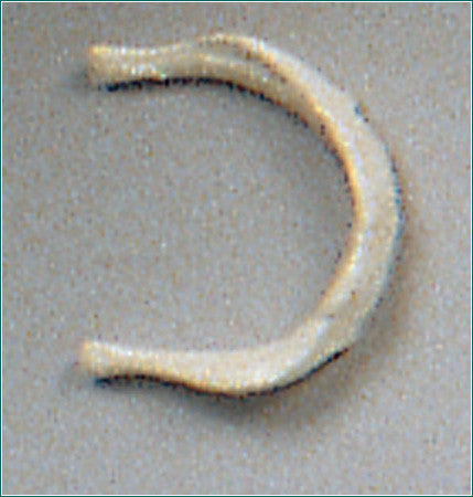 SB11 Hyoid Bone