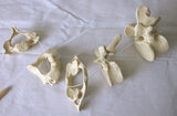 SB19-1set  Representative Vertebrae, Set of Five - Natural Tone with CHART