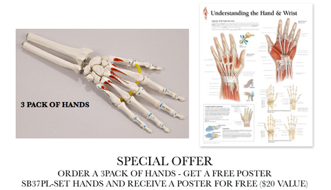 SB37PL-SET Class Pack 3 Painted and Labeled Hand Skeleton and chart