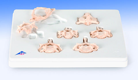 SB79 BONElike Cervical Vertebrae, Set of 7