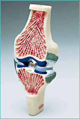 SJ31 Synovial Joint