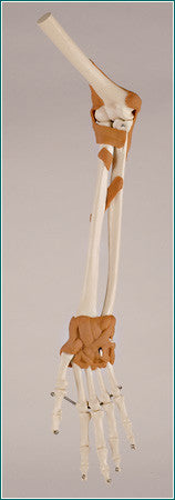 SJ66ME UltraFlex Ligamented Hand, Arm and Elbow Reproduction