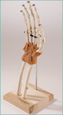 SJ66M  UltraFlex™ Ligamented Hand and Wrist Reproduction