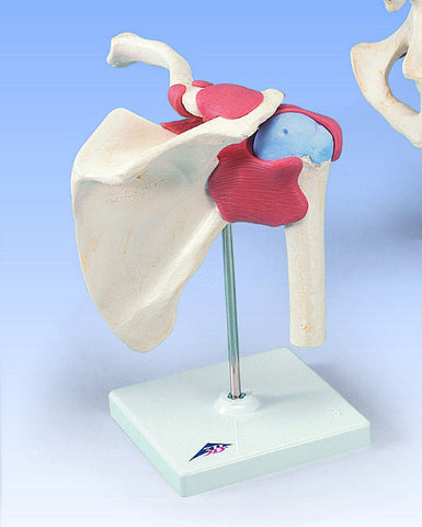 SJ801 Advanced Shoulder Joint Model