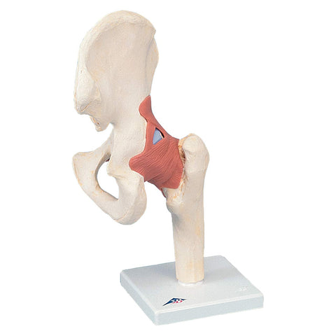 SJ811 Advanced Functional Hip Joint
