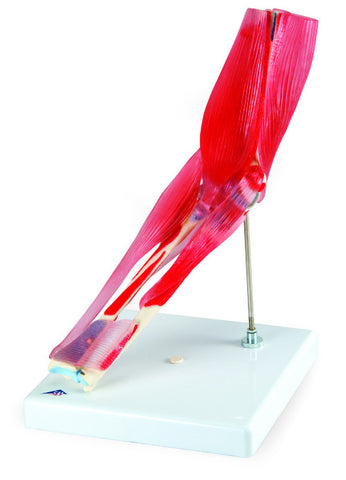 SJ883  Elbow Joint with Detachable Muscles, 8-Part