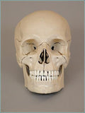 S54F Premier Academic Series Skeleton, Female pelvis and natural tone 18 pc take-apart skull and sacral mount mobile stand