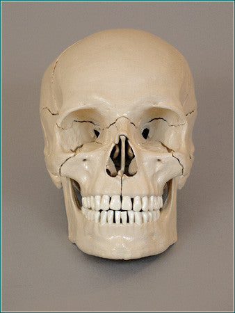 SK18 Premier Take-Apart Modular Skull, 18-piece