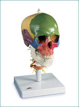 SK202  Classic Didactic Skull on Cervical Spine, 4-Parts