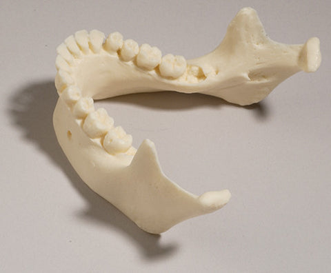 SK30-I  Mandible