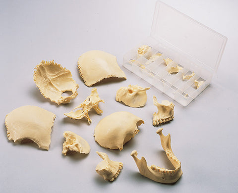 SK30 22-Part Disarticulated Plastic Skull