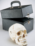SK81B Premier Skull, 4 part, Special Edition, Numbered, Stained on hardwood base