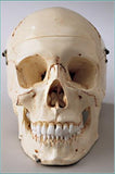 SK81C Premier Skull, 4 part, Special Edition, Numbered, Stained with case
