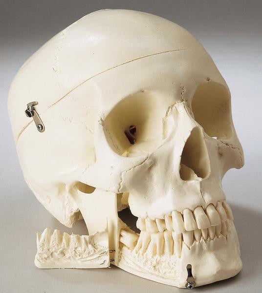 0219-80C Disarticulated HALF Skeleton, Premier 4-Part Skull 0219-80C Disarticulated HALF Skeleton, Premier 4-Part Skull