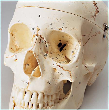 SK81B Premier Skull, 4 part, Special Edition, Numbered, Stained on hardwood base
