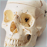 SK81C Premier Skull, 4 part, Special Edition, Numbered, Stained with case