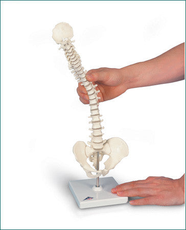 SP182  Flexible Miniature Vertebral Column