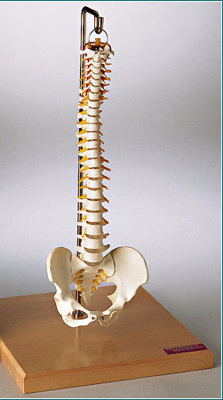 SP60 Premier Flexible Mini-Spine with Pelvis