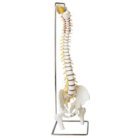 SP62 Human Vertebral Column with Femur Heads and Stand