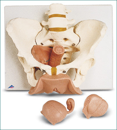 SV31  Female Pelvis with Genital Organs, 3-part