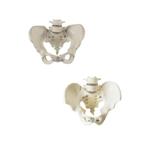 SV61 Premier Bony Female Pelvis