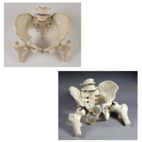 SV623 Premier Male and Female Bony Pelvis Set with femur Heads