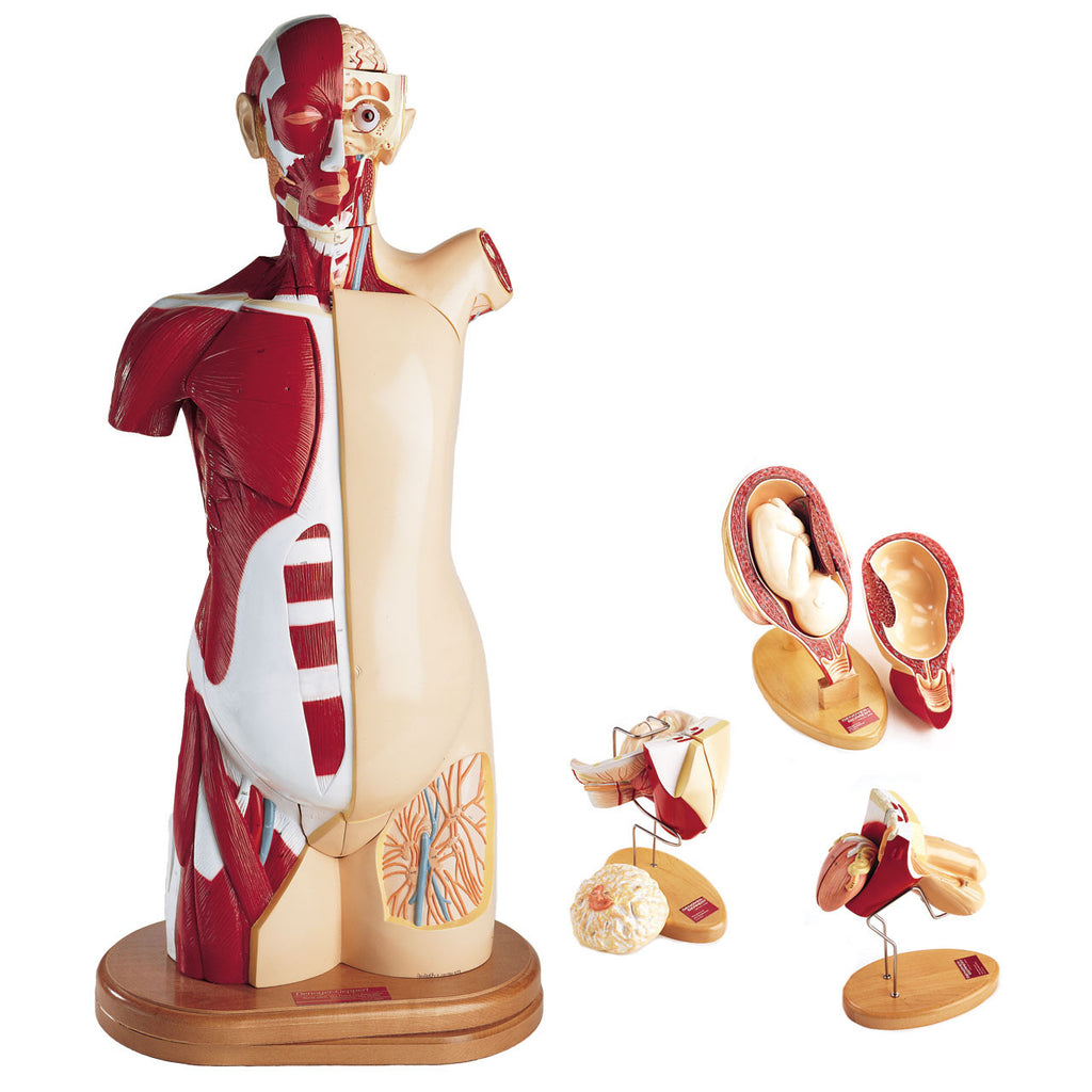 Multi-Torso | Denoyer-Geppert – Denoyer-Geppert Science Company