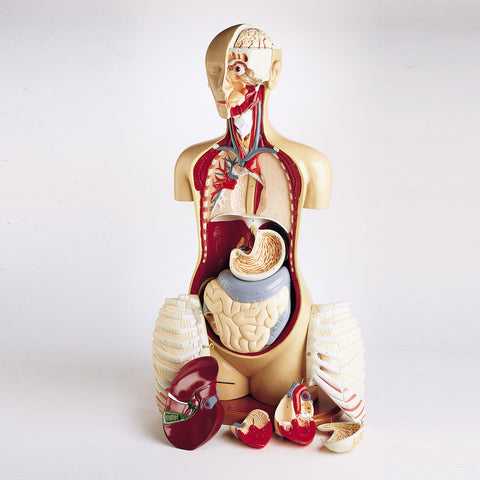 Advance KnowBody Teaching Torso - Anterior