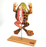 Bullfrog Model - Dorsal View