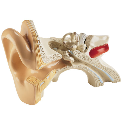 Student Ear Model