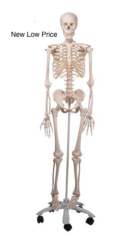0221-00A Mr. Plain Stan the Skeleton, Sacral Mount