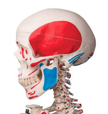 0224-11/1a Painted Skeleton and number coded Muscle Attachments, hanging white stand