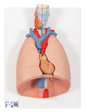 A315  Lung model with Larynx