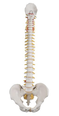 0264-58/1A  Flexible Spine with Occipital Bone and Pelvis-No Stand
