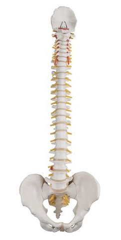0264-58/1A Flexible Spine with Occipital Bone and Pelvis-No Stand