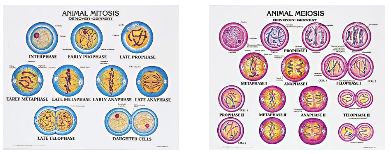 1805-10 Animal Meiosis and Mitosis Poster Set Mounted