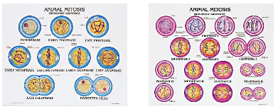 1805-10  Animal Meiosis and Mitosis Poster Set Mounted