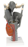 AP200  Budget Human Larynx, functional model