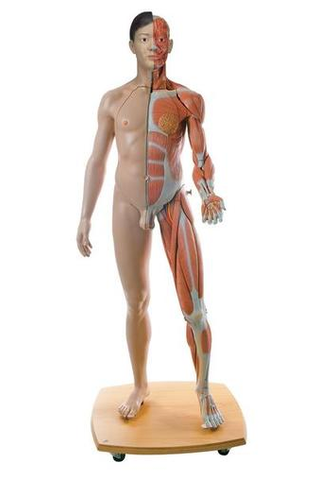 T530 Life-Size Dual Sex Muscle Figure , 39 parts