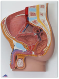 0310-00 Female and Male Pelvic Reproductive Section Set