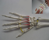SB37PL-SET Class Pack 3 Painted and Labeled Hand Skeleton and chart