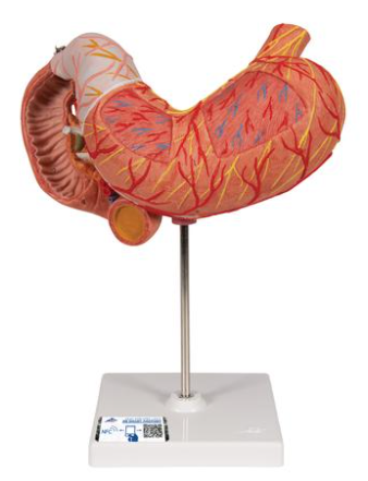 A516  Stomach with Duodenum and Pancreas