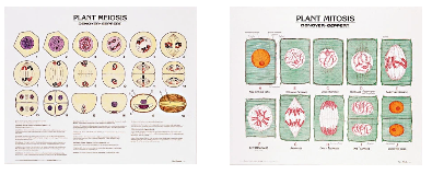 1808-10  Plant Meiosis and Mitosis Poster Set Mounted