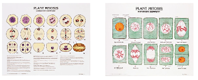 1808-10 Plant Meiosis and Mitosis Poster Set Mounted