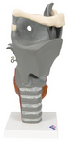 AP200  Budget Human Larynx, functional model